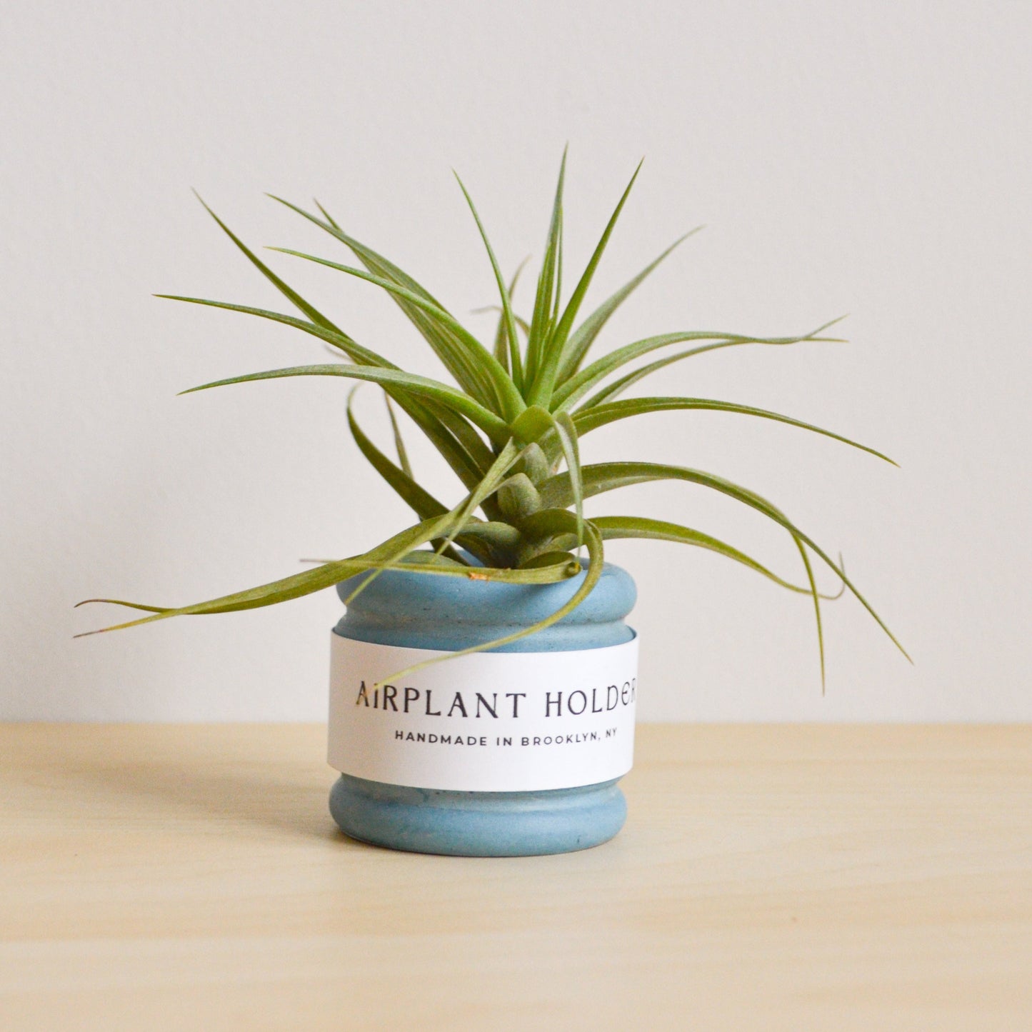 Bubble Airplant Holder