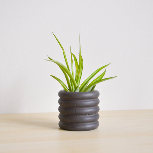 Bubble Airplant Holder