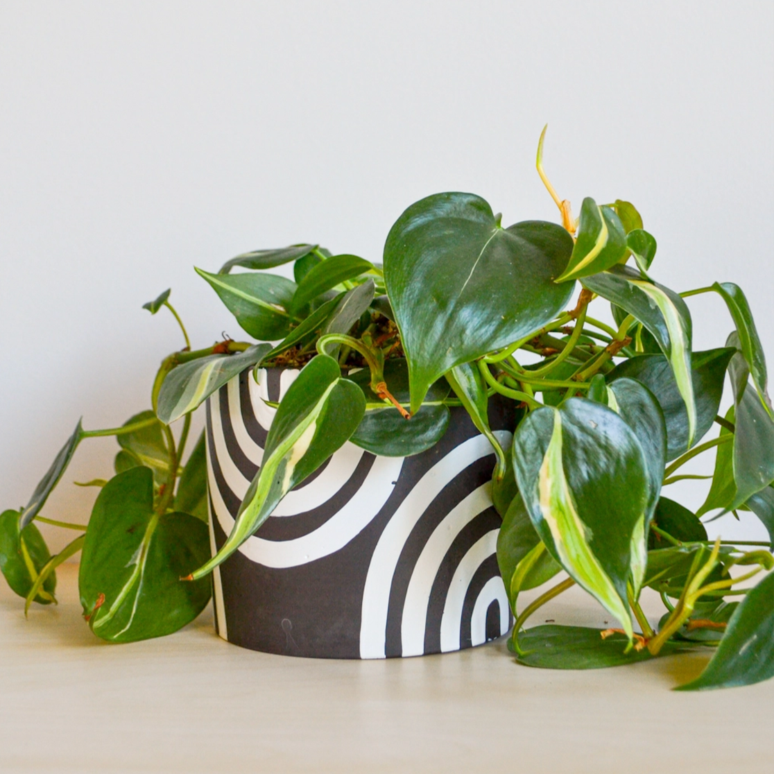 Hand-painted Charcoal Rainbow Planter