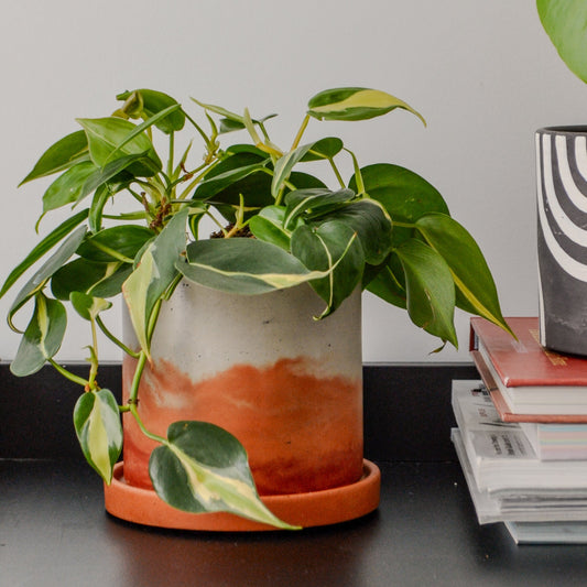 Sunset Watercolor Planter
