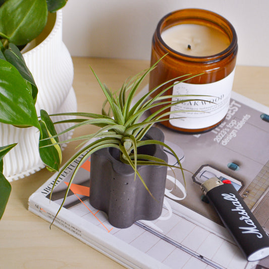 Daisy Airplant Holder