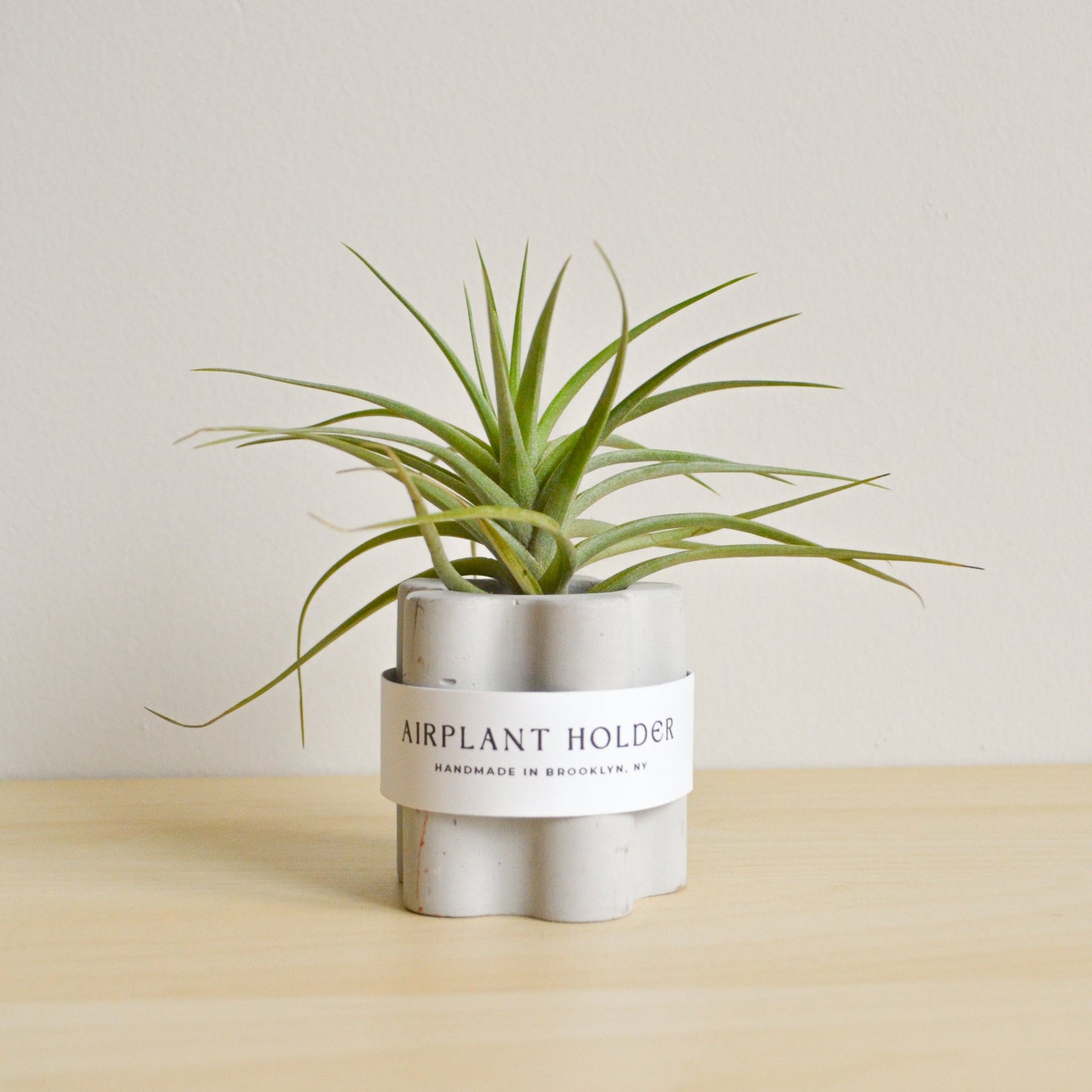 Daisy Airplant Holder