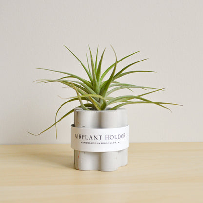 Daisy Airplant Holder