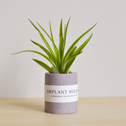 Solid Round Airplant Holder