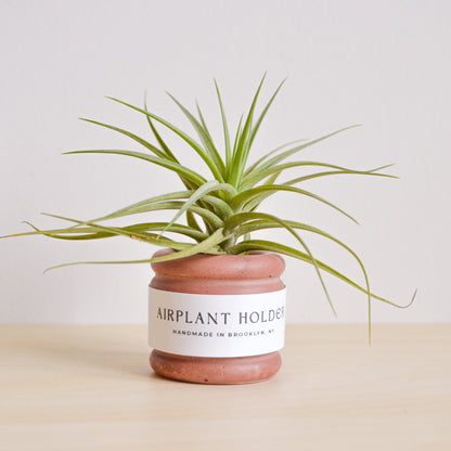 Bubble Airplant Holder