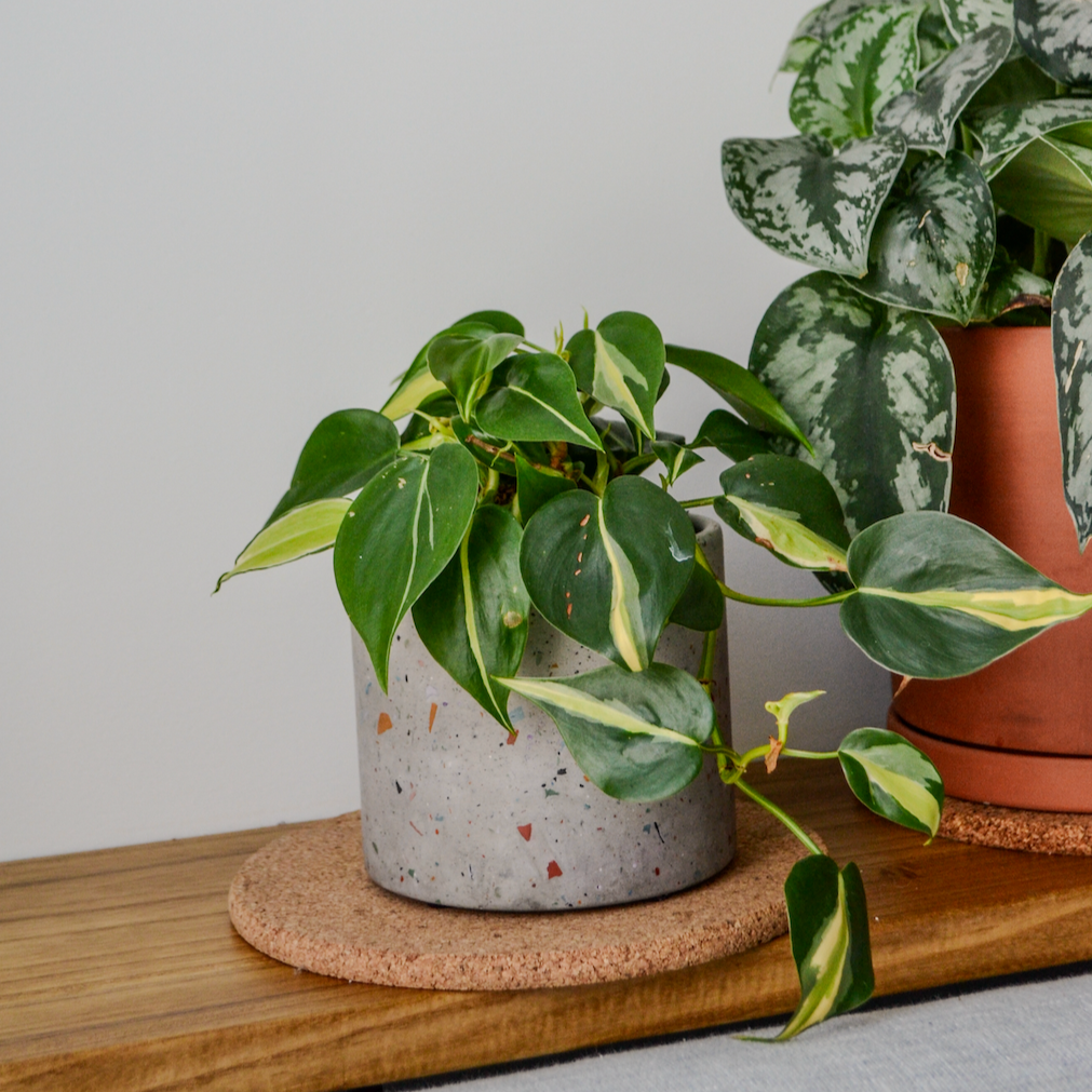 Zero Waste Terrazzo Planter