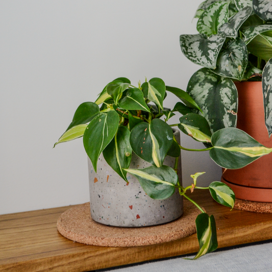 Zero Waste Terrazzo Planter
