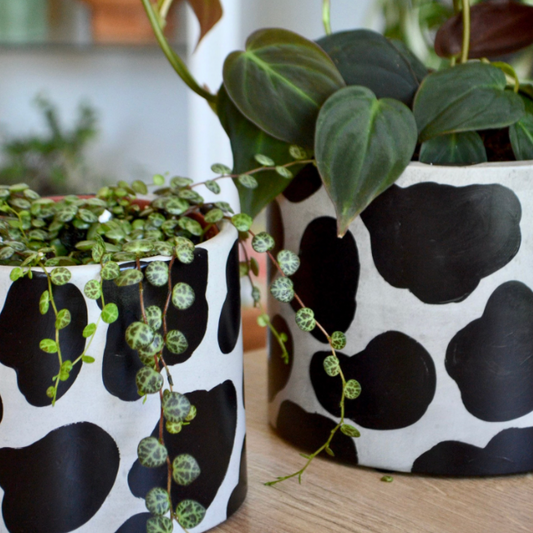 Cow Planter