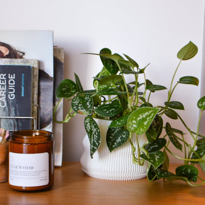 Bubble Planter