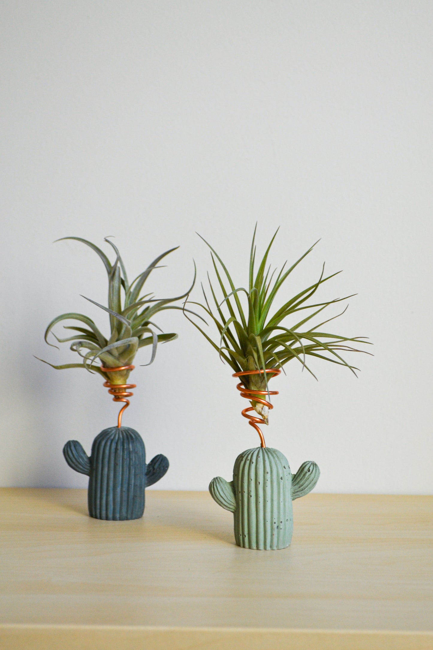 Cactus Airplant Holder