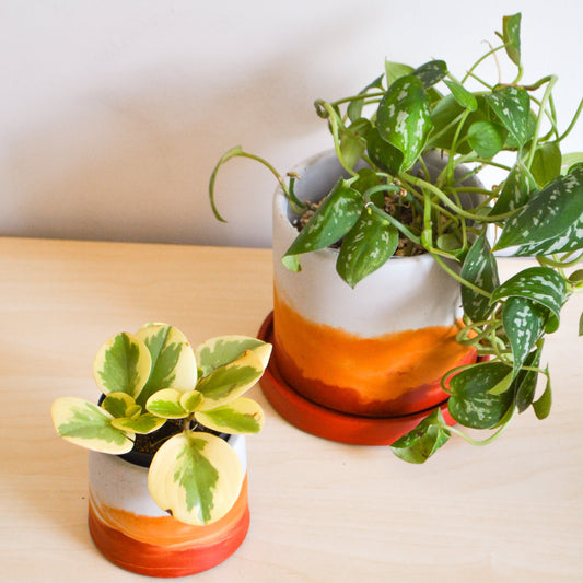 Sunset Watercolor Planter